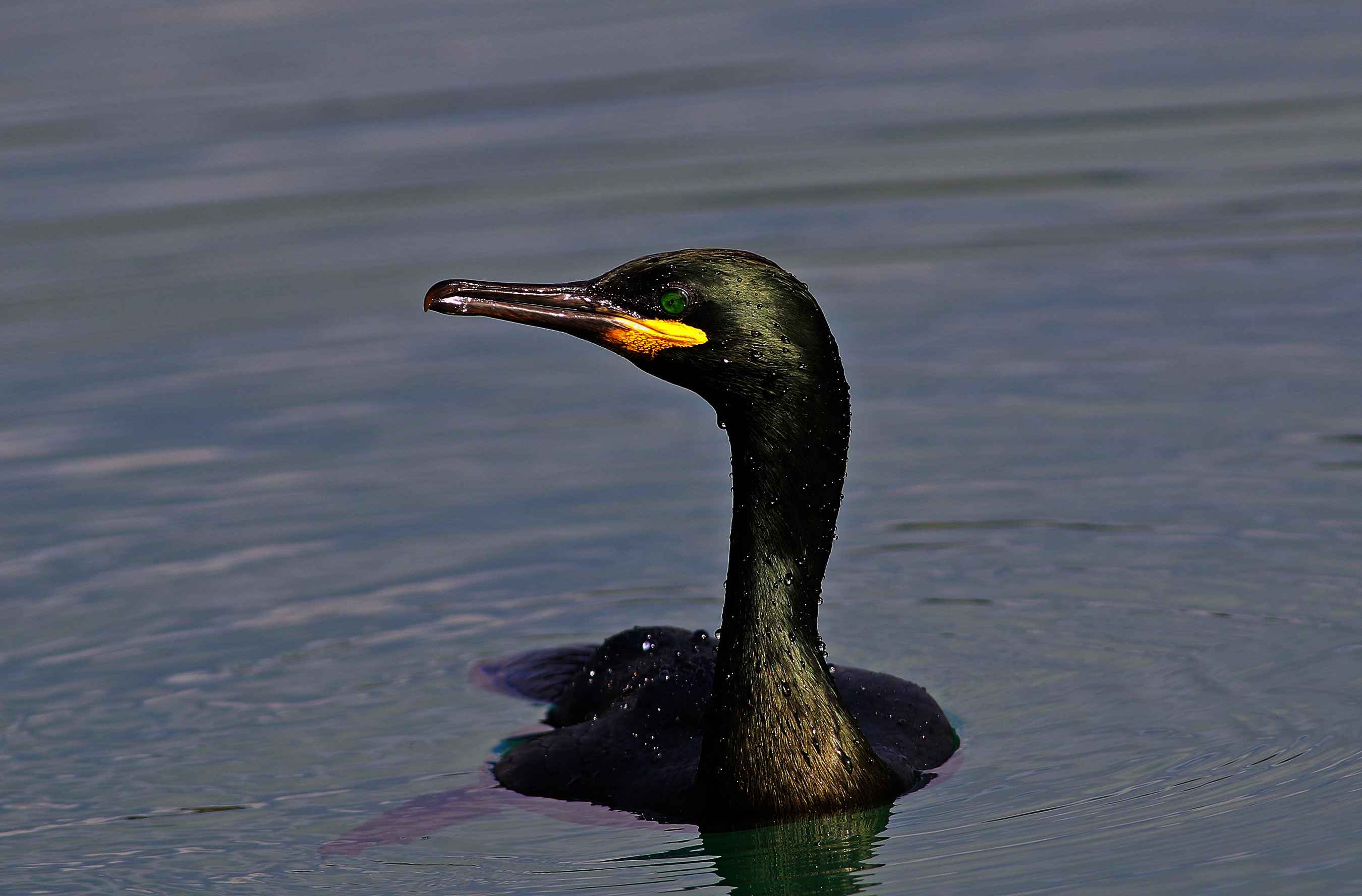 European Shag